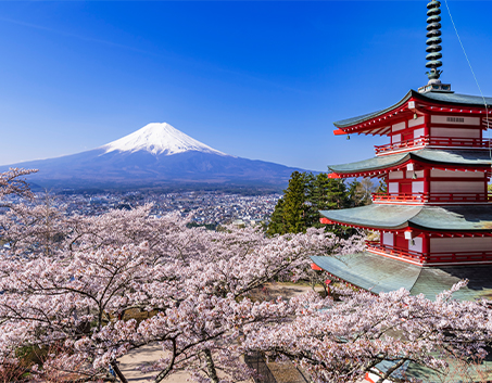 Sakura Season Japan